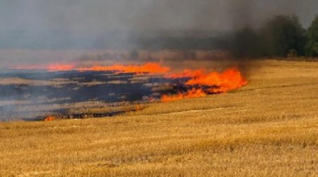 Cəlilabadda 2 hektar biçilməmiş taxıl sahəsi yandı