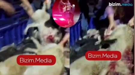 Zaqatalada İNSİDENT: Sahibsiz itlər GÜLLƏLƏNDİ - VİDEO