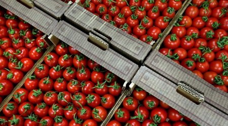 Rusiyaya göndərilən pomidor və çiyələyin geri qaytarılmasının səbəbi AÇIQLANDI 