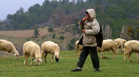 Çoban işlədiyi fermadan 65 qoyun oğurlayıb əyləncəyə XƏRCLƏDİ - FOTO