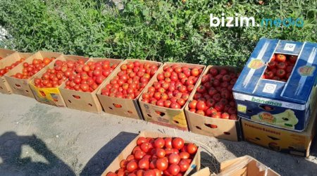 Pomidoru ilə məşhur olan Xaçmazda niyə yerli sortlar BECƏRİLMİR? – FOTO 