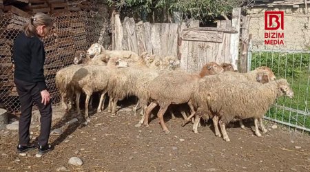 Özünüməşğulluq proqramı ilə aldığı qoyunlar xəstə çıxdı – Xaçmaz sakinindən ŞİKAYƏT – FOTO/VİDEO 