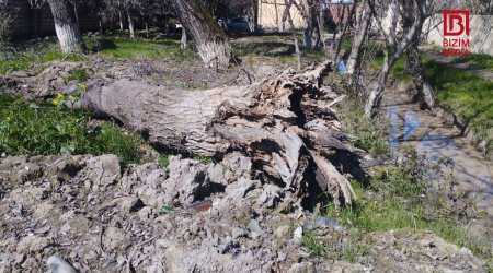 Güclü külək Kürdəmirdə ağacları aşırdı - FOTO