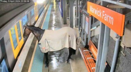 Şiddətli yağışdan qaçan at metrostansiyaya SIĞINIB – VİDEO 