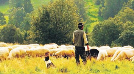 Zərdabda bədbəxt hadisə: Çoban yükün altında qalaraq öldü