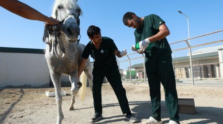 Leyla Əliyeva baxımsız qalmış fayton atı ilə bağlı tapşırıq verdi - FOTO