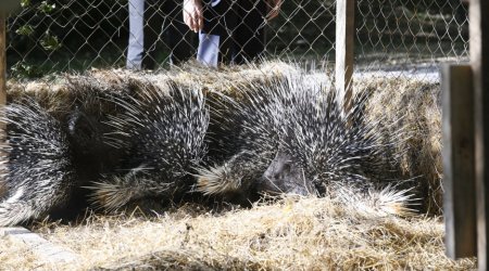 Şahdağ Milli Parkının İsmayıllı bölməsində nadir heyvanlar təbiətə BURAXILDI - FOTO