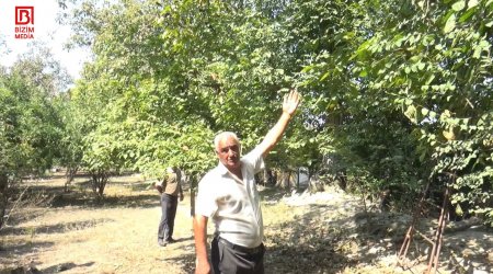 Şəkidə ağacdan yıxılaraq həyatını itirən kişinin FOTOSU