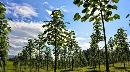 Azərbaycanda COP29-la bağlı park SALINACAQ 