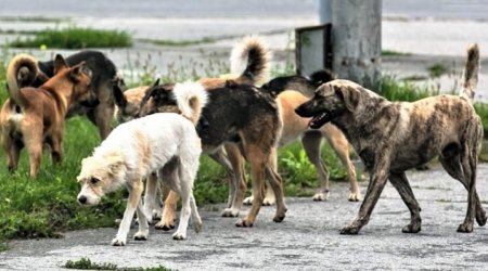 Gəncədə bir gündə 4-5 nəfəri İT DİŞLƏYİR – Küçə itləri üçün yaradılan sığınacaq niyə fəaliyyətini dayandırdı? – FOTO