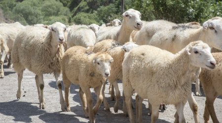 Yerli cins qoyunlar niyə “YOXA ÇIXIR”?