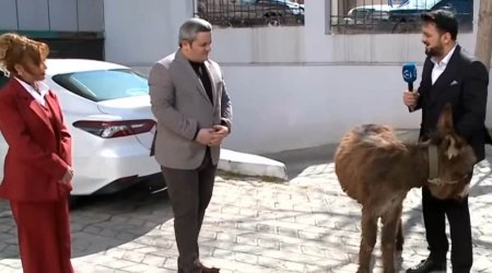 Türkan üçün efirə uzunqulaq gətirdilər – VİDEO