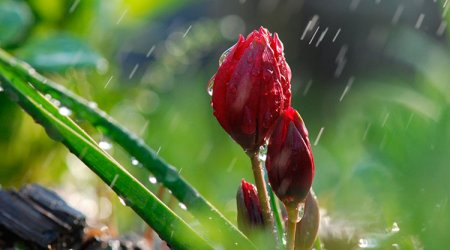 Sabah da yağış YAĞACAQ – PROQNOZ