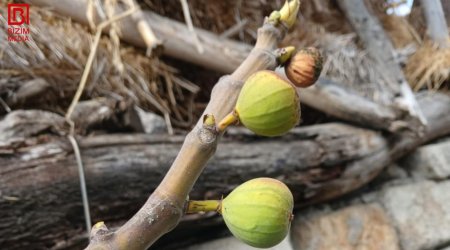 Qeyri-adi təbiət HADİSƏSİ – Bu bölgədə əncir ağacı bar GƏTİRDİ - FOTO