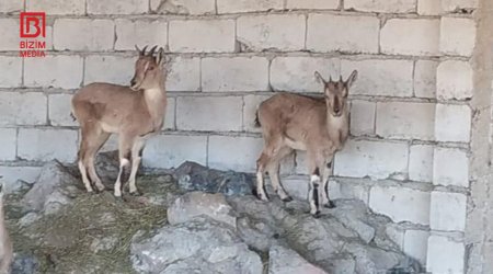 Naxçıvanda fermasında dağ keçisi aşkarlanan ovçu SAXLANILIB