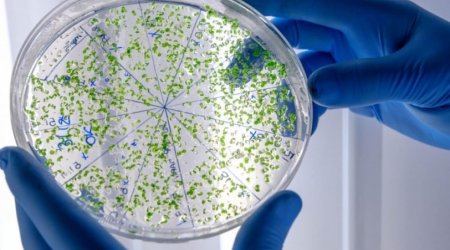Dünyada yeni virus təhlükəsi- Fransada fövqəladə vəziyyət elan olundu