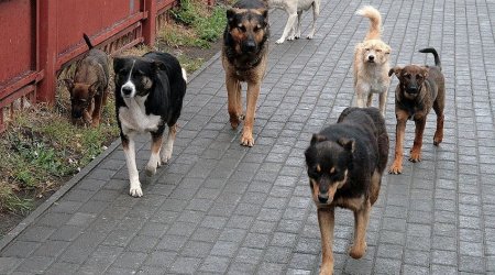 Goranboyda yaşlı qadını it dişlədi