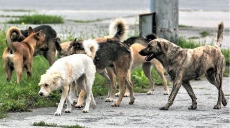 Goranboyda yenə küçə itləri sakinlərə HÜCUM ETDİ - Bu dəfə 12 yaşlı uşaq…