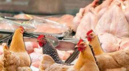 “Kənd toyuğudur” deyib, sizi belə aldadırlar