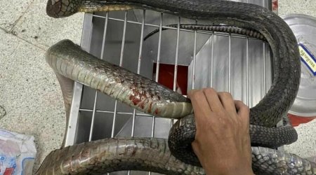 Tailandda qadın onu dişləyən kobranı əlləri ilə öldürüb: Özü ilə xəstəxanaya gətirib – FOTO