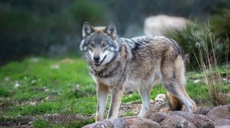 Ağstafada canavarlar fermaya girərək 27 qoyunu PARÇALADI