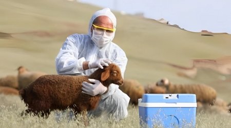 "Baytarlıq haqqında" Qanuna dəyişiklik edildi
