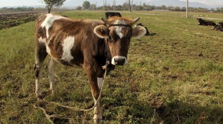 Goranboyda 64 baş iribuynuzlu heyvan TƏLƏF OLDU