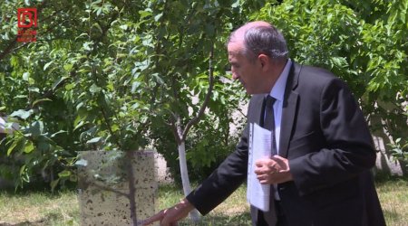 Şəki təsərrüfatlarında TƏHLÜKƏ – Meyvələri məhv edən XƏSTƏLİK yayıldı - FOTO 