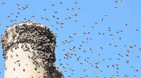 Arı pətəklərinin istilasına məruz qalan MƏHƏLLƏ: Sakinlər mənzillərini tərk edə bilmirlər