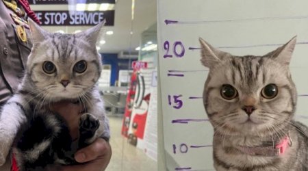 Polisə hücum edən pişik həbs olundu, pəncə izləri alındı – FOTO