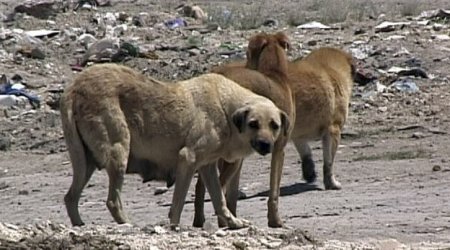 Cəlilabadda 56 yaşlı qadın sahibsiz itlərin hücumuna MƏRUZ QALDI
