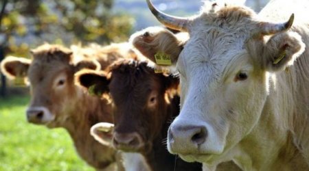 Lənkəranda iribuynuzlu heyvan 27 yaşlı kişiyə xəsarət yetirdi