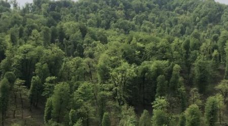Astarada meşədə ağacın altında qalan kişinin qulağı KƏSİLDİ