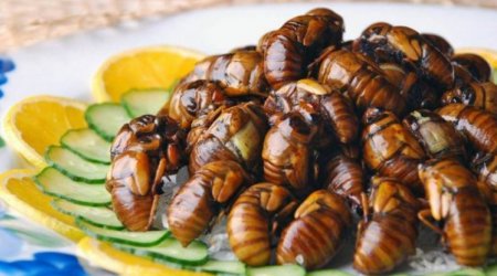 Bu ölkə Azərbaycana ədədi 170 manatdan həşərat satıb