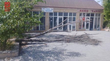 Kürdəmirdə iri gövdəli ağac aşdı, kənd İŞIQSIZ qaldı– FOTO