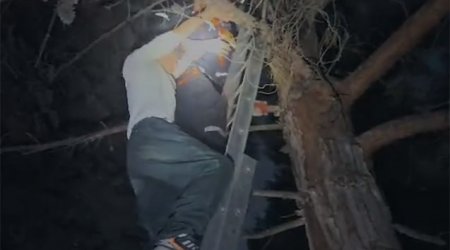 Parkda ağaca çıxdı, düşə bilmədi - Xilasedicilər gəldi - VİDEO