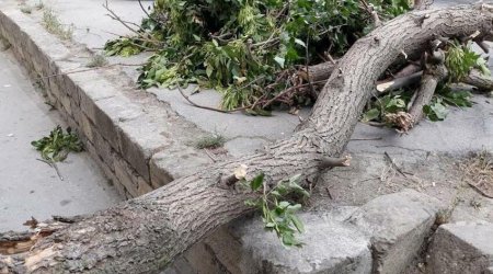 Güclü külək Bakıda 16 ağacı AŞIRDI