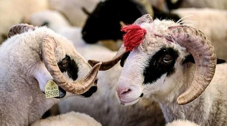 Qurbanlıq üçün hansı heyvanlar kəsilməlidir? – AÇIQLAMA