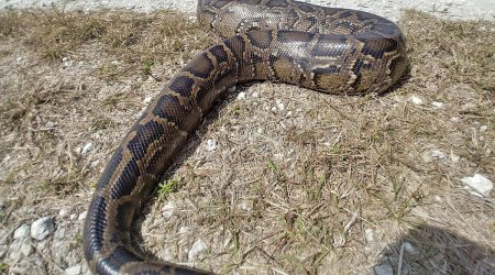 Təbiətdə tərs rol: Nəhəng piton başsız qaldı, "qatil" tapıldı – FOTO