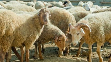 Qurbanlıq heyvanı onlayn qaydada almaq mümkündür - VİDEO