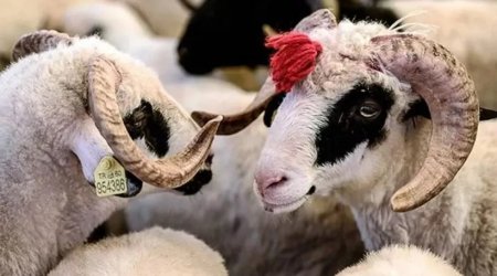 Bu ölkədə qurban kəsmək qadağan olundu: Çünki...