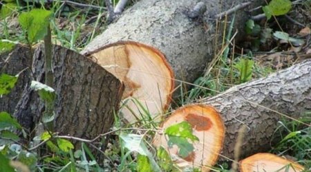 Təbiətə 40 minə yaxın ZİYAN VURULDU