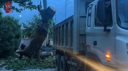 Güclü külək Gəncədə 5 irigövdəli ağacı aşırdı – FOTO