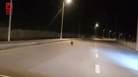 “Marxal” yolunda ayılar GÖRÜNDÜ - FOTO/VİDEO