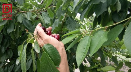 Gilasın baha olmasının səbəbi BƏLLİ OLDU – Xaçmaz bağlarından REPORTAJ – FOTO