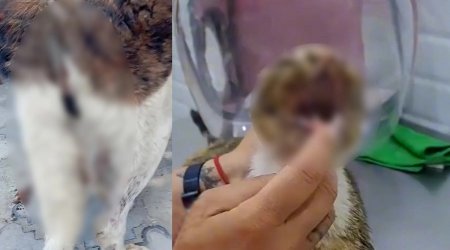 Bakıda pişik və itə qarşı amansız rəftar: Polis araşdırma APARIR - VİDEO