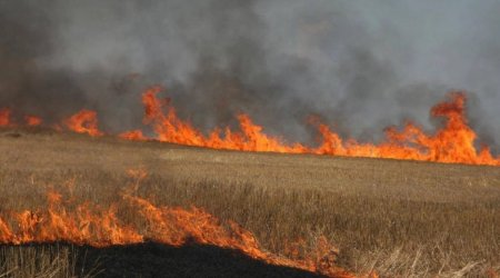 Pirşağı qəsəbəsində taxıl sahəsi yanır