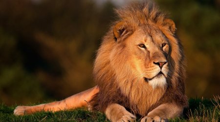 Türkiyədə şir zoorparkdan qaçdı, bir nəfəri ağır yaraladı