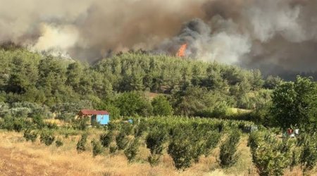 Sakarya vilayətində meşə yanğınları evlərə keçdi - VİDEO