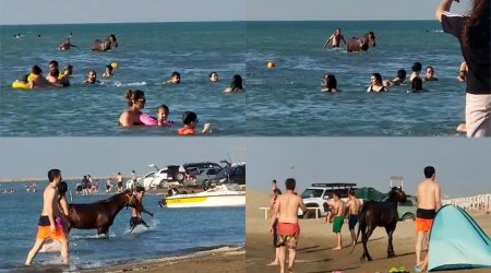 Pirşağı çimərliyində atlar dənizə salındı – VİDEO